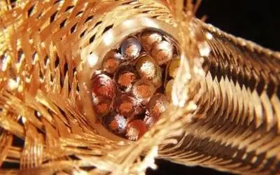 Treccia metallica aperta attorno all’estremità di un cavo con conduttori color rame